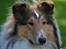 Collie langhåret Klero