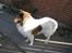 Collie langhåret Klero