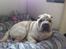 Shar pei Bonzoo Nihoo-sin - her er jeg 6 mdr gammel , og jeg er lige vågnet  : )