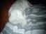 Shar pei Bonzoo Nihoo-sin