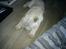 Shar pei Bonzoo Nihoo-sin - lille bonzoo mand tager sig en lur ; )