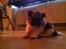Blanding af racer Bella - Bella <3 