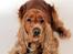 Cocker spaniel Morgan