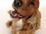 Cocker spaniel Morgan - "Hej og velkommen til min profil - Jeg hedder Morgan"