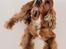 Cocker spaniel Morgan