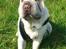 Shar pei Bonzoo Nihoo-sin - her er jeg i mit rette element , på marken og lege : ) 
