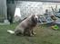Golden retriever StrawGolden Beatyful Daimi(Luna) - Elsker vand, men hader at blive vasket ;D