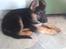 Schæferhund Elverhøj Karouso (Joey)