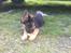 Schæferhund Elverhøj Karouso (Joey)