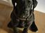 Blanding af racer Bell (labrador/boxer) - Kig i kameraet ;-)
10 uger.