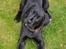 Blanding af racer Bell (labrador/boxer) - Hvad er det du siger mor? 
10 uger.