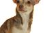 Chihuahua high fly BALTO