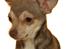 Chihuahua high fly BALTO