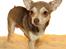 Chihuahua high fly BALTO