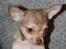 Chihuahua high fly BALTO