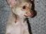 Chihuahua high fly BALTO