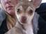 Chihuahua high fly BALTO