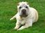 Shar pei Bonzoo Nihoo-sin