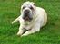 Shar pei Bonzoo Nihoo-sin - Her er Bonzoo hyggeøret, i vores have  : )