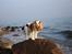 Cavalier king charles spaniel Angel - På Bjørnebæk strand nyder Angel udsigten fra en sten ;)