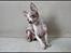 Chihuahua Mocha