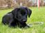 Labrador retriever Anton - Det med og ligge i haven med et stykke legetøj, er lige sagen!
25/04-2012.