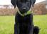 Labrador retriever Anton - Så fint han sidder!
25/04-2012.