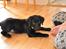 Labrador retriever Anton - Anton som så fint har forstået hvordan man skulle dække.
25/04-2012.