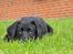 Labrador retriever Anton - "Hvis jeg nu putter mig ned i græsset, så kan de ikke se mig." (-:
25/04-2012.