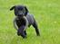 Labrador retriever Anton - Ringen er lige stor nok, så når Anton vil løbe med den i munden, kommer den altså lidt i vejen hehe :)
25/04-2012.
