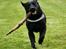 Labrador retriever Nynne ;-)