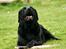 Labrador retriever Nynne ;-)