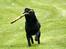 Labrador retriever Nynne ;-)
