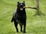 Labrador retriever Nynne ;-)