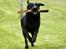 Labrador retriever Nynne ;-)