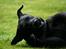 Labrador retriever Nynne ;-)