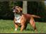 Staffordshire bull terrier Inez 
