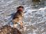 Blanding af racer Wilma (Labrador/dsg) - På stranden for første gang