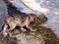 Blanding af racer Wilma (Labrador/dsg) - Vandet er en smule farligt