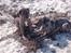Blanding af racer Wilma (Labrador/dsg) - Kan muslingskaller spises?