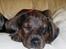 Blanding af racer Wilma (Labrador/dsg) - ZZZZZ