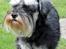 Dvaergschnauzer Chilli