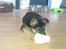 Schæferhund Elverhøj Karouso (Joey)