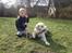 Golden retriever Penelope