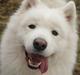 Samojedhund Molly 