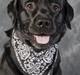 Labrador retriever Spike