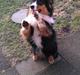 Welsh corgi cardigan Hashfan Opium Boy (Eddy)