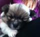 Blanding af racer Bella