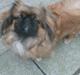 Pekingeser Benn