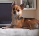Blanding af racer Chihuahua/Pomeranian Holly (Holsen)